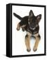 German Shepherd Dog Bitch Pup, Coco, 14 Weeks Old, Lying Down and Looking Up-Mark Taylor-Framed Stretched Canvas