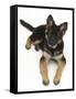 German Shepherd Dog Bitch Pup, Coco, 14 Weeks Old, Lying Down and Looking Up-Mark Taylor-Framed Stretched Canvas