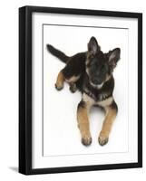 German Shepherd Dog Bitch Pup, Coco, 14 Weeks Old, Lying Down and Looking Up-Mark Taylor-Framed Photographic Print