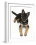 German Shepherd Dog Bitch Pup, Coco, 14 Weeks Old, Lying Down and Looking Up-Mark Taylor-Framed Photographic Print