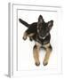 German Shepherd Dog Bitch Pup, Coco, 14 Weeks Old, Lying Down and Looking Up-Mark Taylor-Framed Photographic Print