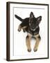 German Shepherd Dog Bitch Pup, Coco, 14 Weeks Old, Lying Down and Looking Up-Mark Taylor-Framed Photographic Print