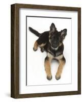 German Shepherd Dog Bitch Pup, Coco, 14 Weeks Old, Lying Down and Looking Up-Mark Taylor-Framed Photographic Print