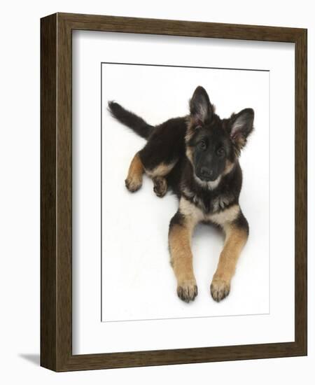 German Shepherd Dog Bitch Pup, Coco, 14 Weeks Old, Lying Down and Looking Up-Mark Taylor-Framed Photographic Print