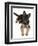 German Shepherd Dog Bitch Pup, Coco, 14 Weeks Old, Lying Down and Looking Up-Mark Taylor-Framed Photographic Print