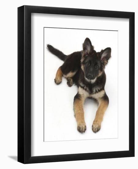 German Shepherd Dog Bitch Pup, Coco, 14 Weeks Old, Lying Down and Looking Up-Mark Taylor-Framed Photographic Print