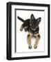 German Shepherd Dog Bitch Pup, Coco, 14 Weeks Old, Lying Down and Looking Up-Mark Taylor-Framed Photographic Print