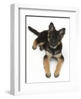 German Shepherd Dog Bitch Pup, Coco, 14 Weeks Old, Lying Down and Looking Up-Mark Taylor-Framed Photographic Print