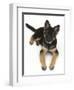 German Shepherd Dog Bitch Pup, Coco, 14 Weeks Old, Lying Down and Looking Up-Mark Taylor-Framed Photographic Print