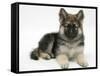 German Shepherd Dog Bitch Pup, Echo, Lying with Head Up-Mark Taylor-Framed Stretched Canvas