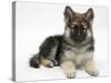 German Shepherd Dog Bitch Pup, Echo, Lying with Head Up-Mark Taylor-Stretched Canvas