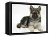 German Shepherd Dog Bitch Pup, Echo, Lying with Head Up-Mark Taylor-Framed Stretched Canvas