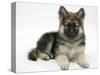 German Shepherd Dog Bitch Pup, Echo, Lying with Head Up-Mark Taylor-Stretched Canvas