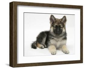 German Shepherd Dog Bitch Pup, Echo, Lying with Head Up-Mark Taylor-Framed Photographic Print