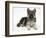 German Shepherd Dog Bitch Pup, Echo, Lying with Head Up-Mark Taylor-Framed Photographic Print