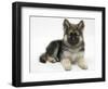 German Shepherd Dog Bitch Pup, Echo, Lying with Head Up-Mark Taylor-Framed Photographic Print