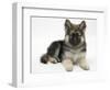 German Shepherd Dog Bitch Pup, Echo, Lying with Head Up-Mark Taylor-Framed Photographic Print