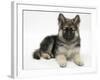 German Shepherd Dog Bitch Pup, Echo, Lying with Head Up-Mark Taylor-Framed Photographic Print