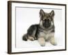 German Shepherd Dog Bitch Pup, Echo, Lying with Head Up-Mark Taylor-Framed Photographic Print