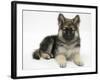 German Shepherd Dog Bitch Pup, Echo, Lying with Head Up-Mark Taylor-Framed Photographic Print