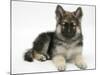 German Shepherd Dog Bitch Pup, Echo, Lying with Head Up-Mark Taylor-Mounted Photographic Print