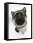 German Shepherd Dog Bitch Puppy, Echo, Looking Up-Mark Taylor-Framed Stretched Canvas