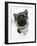 German Shepherd Dog Bitch Puppy, Echo, Looking Up-Mark Taylor-Framed Photographic Print