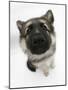German Shepherd Dog Bitch Puppy, Echo, Looking Up-Mark Taylor-Mounted Photographic Print
