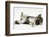 German Shepherd Dog Bitch Puppy, Echo, Rolling Playfully-Mark Taylor-Framed Photographic Print