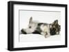 German Shepherd Dog Bitch Puppy, Echo, Rolling Playfully-Mark Taylor-Framed Photographic Print