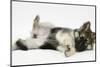 German Shepherd Dog Bitch Puppy, Echo, Rolling Playfully-Mark Taylor-Mounted Photographic Print