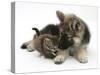 German Shepherd Dog Bitch Puppy, Echo, with a Tabby Kitten-Mark Taylor-Stretched Canvas