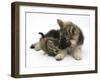 German Shepherd Dog Bitch Puppy, Echo, with a Tabby Kitten-Mark Taylor-Framed Photographic Print