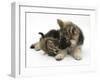 German Shepherd Dog Bitch Puppy, Echo, with a Tabby Kitten-Mark Taylor-Framed Photographic Print