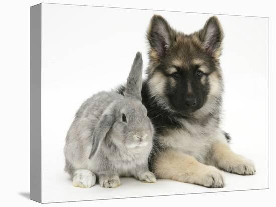 German Shepherd Dog Bitch Puppy, Echo, with Grey Windmill-Eared Rabbit-Mark Taylor-Stretched Canvas