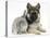 German Shepherd Dog Bitch Puppy, Echo, with Grey Windmill-Eared Rabbit-Mark Taylor-Stretched Canvas