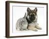 German Shepherd Dog Bitch Puppy, Echo, with Grey Windmill-Eared Rabbit-Mark Taylor-Framed Photographic Print