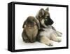 German Shepherd Dog Bitch Puppy, Echo, with Lionhead Rabbit-Mark Taylor-Framed Stretched Canvas