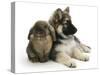 German Shepherd Dog Bitch Puppy, Echo, with Lionhead Rabbit-Mark Taylor-Stretched Canvas