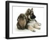 German Shepherd Dog Bitch Puppy, Echo, with Lionhead Rabbit-Mark Taylor-Framed Photographic Print