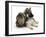 German Shepherd Dog Bitch Puppy, Echo, with Lionhead Rabbit-Mark Taylor-Framed Photographic Print