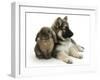 German Shepherd Dog Bitch Puppy, Echo, with Lionhead Rabbit-Mark Taylor-Framed Photographic Print