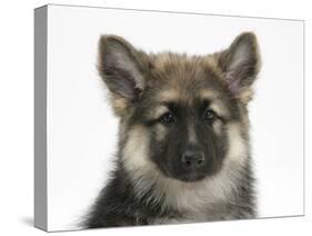 German Shepherd Dog Bitch Puppy, Echo-Mark Taylor-Stretched Canvas