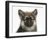 German Shepherd Dog Bitch Puppy, Echo-Mark Taylor-Framed Photographic Print