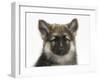 German Shepherd Dog Bitch Puppy, Echo-Mark Taylor-Framed Photographic Print