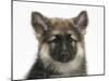 German Shepherd Dog Bitch Puppy, Echo-Mark Taylor-Mounted Photographic Print