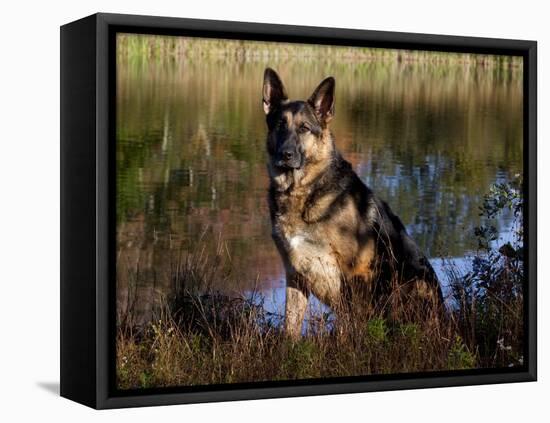 German Shepherd Dog by Pond, Connecticut-Lynn M^ Stone-Framed Stretched Canvas