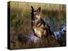 German Shepherd Dog by Pond, Connecticut-Lynn M^ Stone-Stretched Canvas