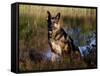 German Shepherd Dog by Pond, Connecticut-Lynn M^ Stone-Framed Stretched Canvas