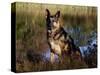 German Shepherd Dog by Pond, Connecticut-Lynn M^ Stone-Stretched Canvas